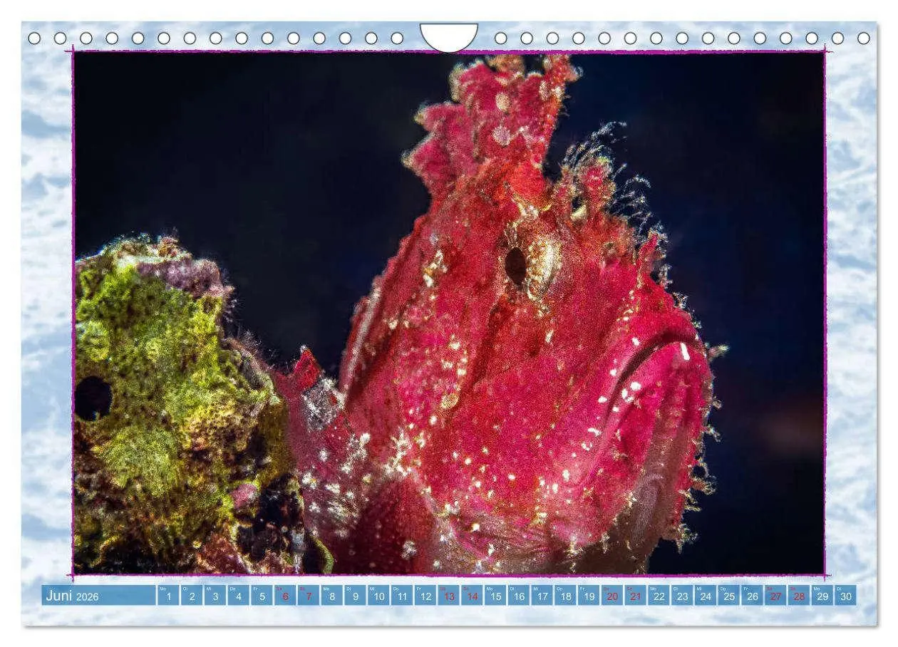 Bild: 9783457750551 | Farbenpracht unter Wasser (Wandkalender 2026 DIN A4 quer), CALVENDO...