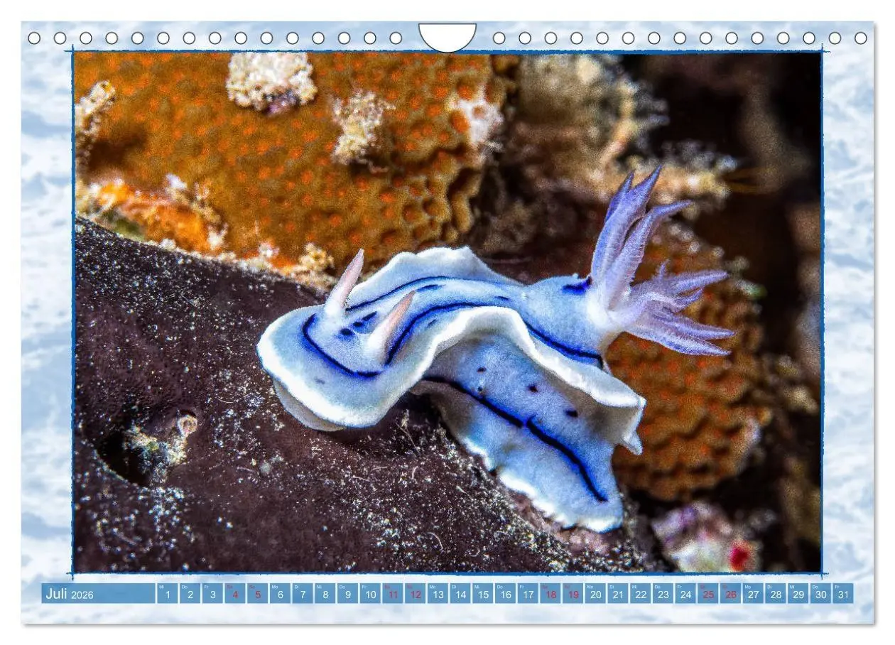 Bild: 9783457750551 | Farbenpracht unter Wasser (Wandkalender 2026 DIN A4 quer), CALVENDO...