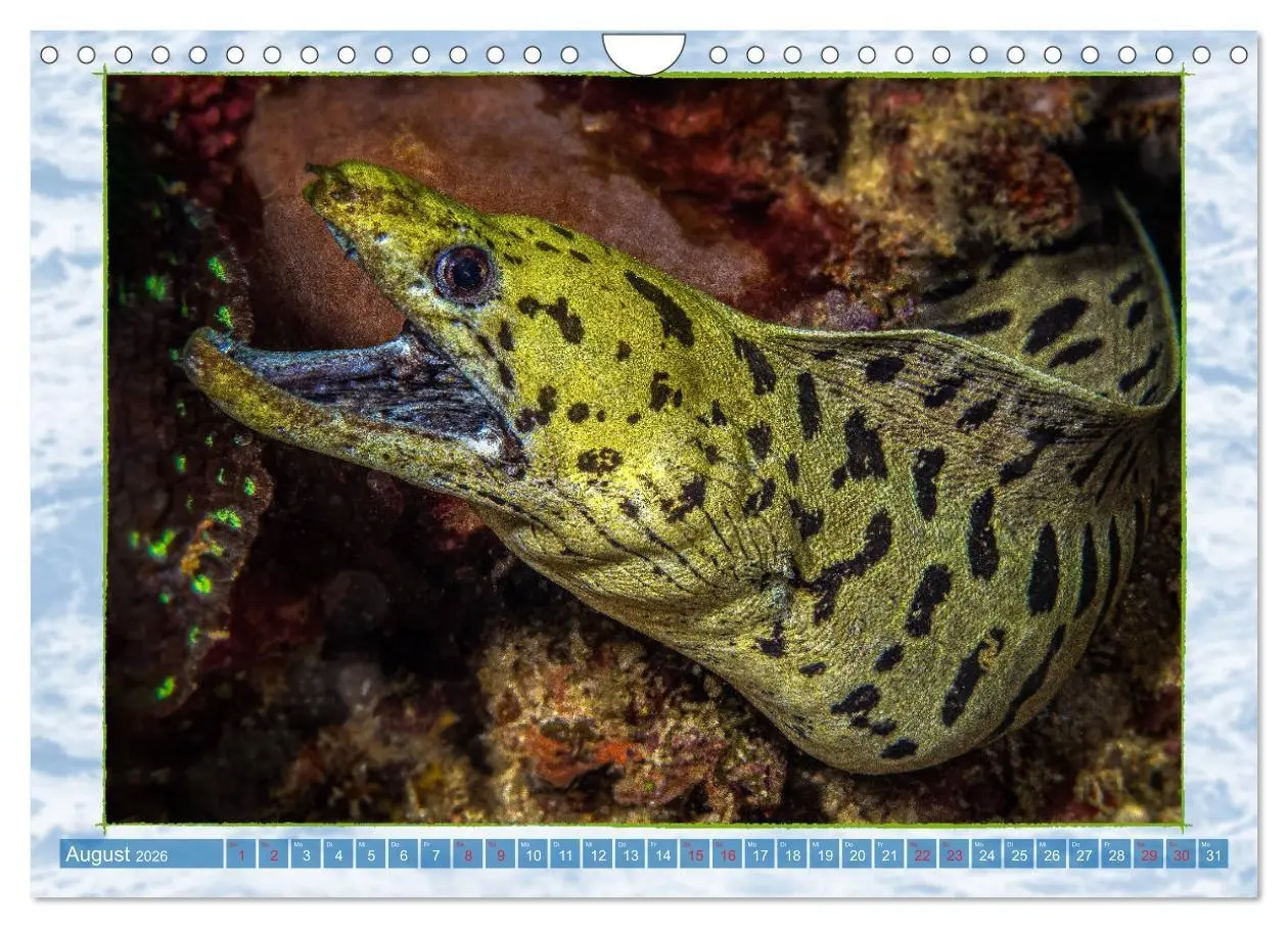 Bild: 9783457750551 | Farbenpracht unter Wasser (Wandkalender 2026 DIN A4 quer), CALVENDO...