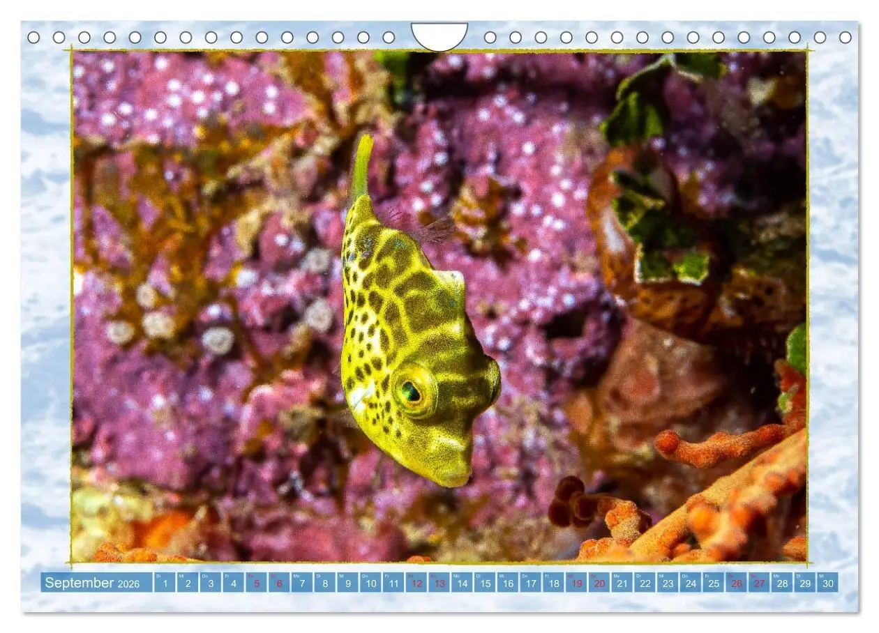 Bild: 9783457750551 | Farbenpracht unter Wasser (Wandkalender 2026 DIN A4 quer), CALVENDO...