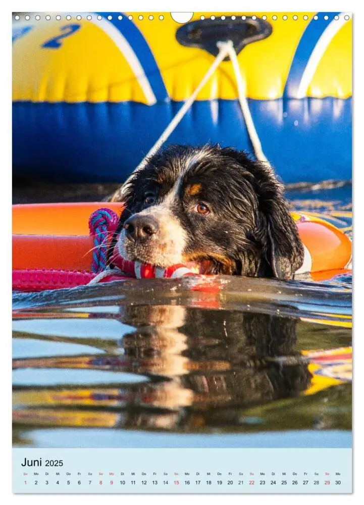 Bild: 9783435960651 | Berner Sennenhund - stark , schön und liebenswert (Wandkalender...