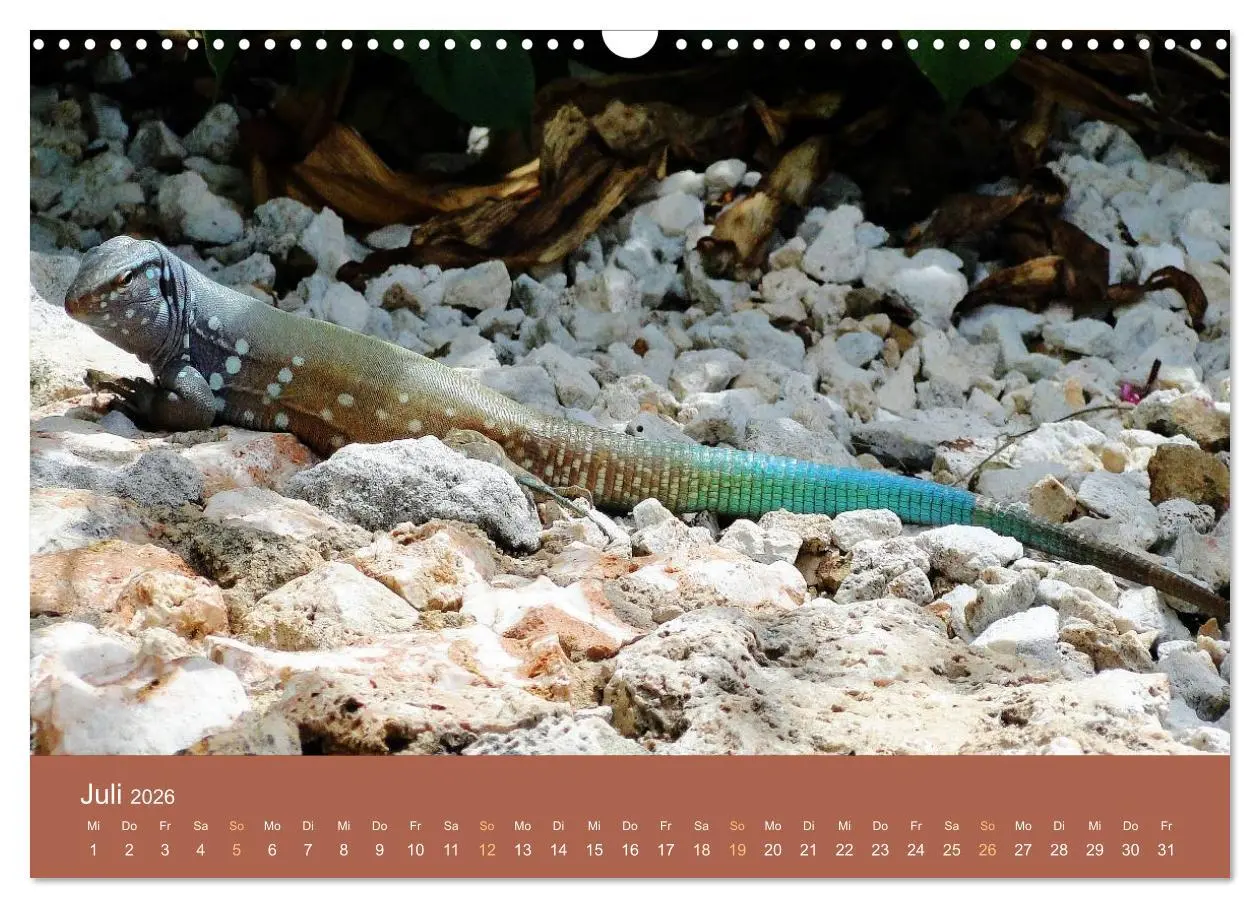 Bild: 9783516210651 | ABC: Aruba - Bonaire - Curaçao (Wandkalender 2026 DIN A3 quer),...