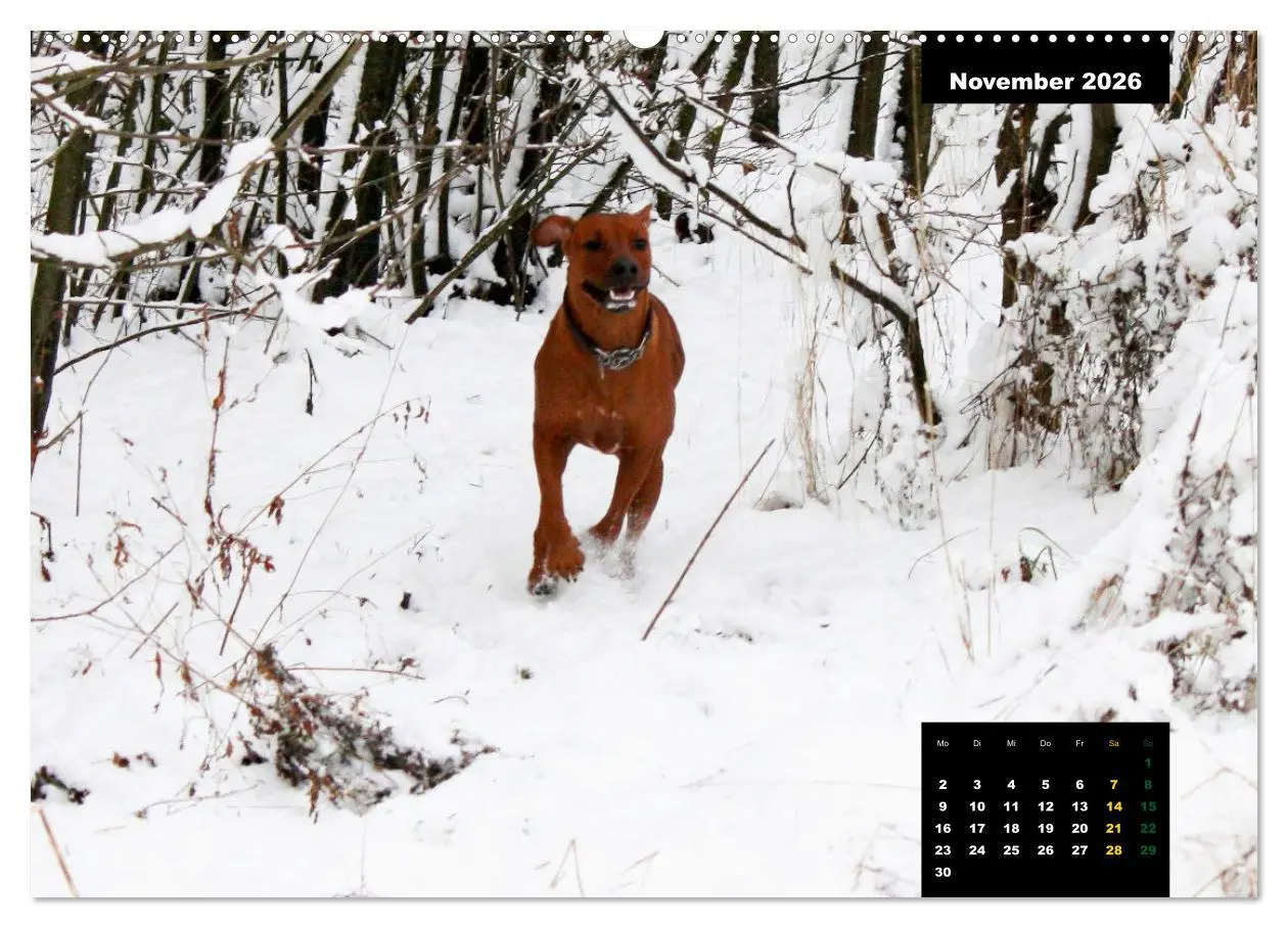 Bild: 9783457420751 | Rhodesian Ridgeback, Charmante Herzensbrecher (hochwertiger Premium...