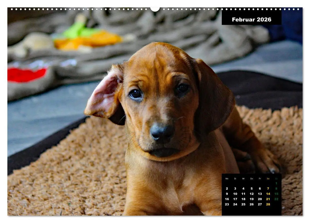 Bild: 9783457420751 | Rhodesian Ridgeback, Charmante Herzensbrecher (hochwertiger Premium...