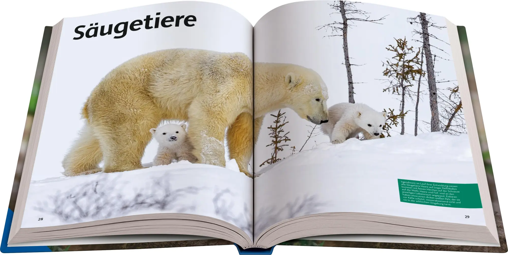 Bild: 9783473480951 | National Geographic Kids - Lexikon der Tiere | Anette Ostländer | Buch