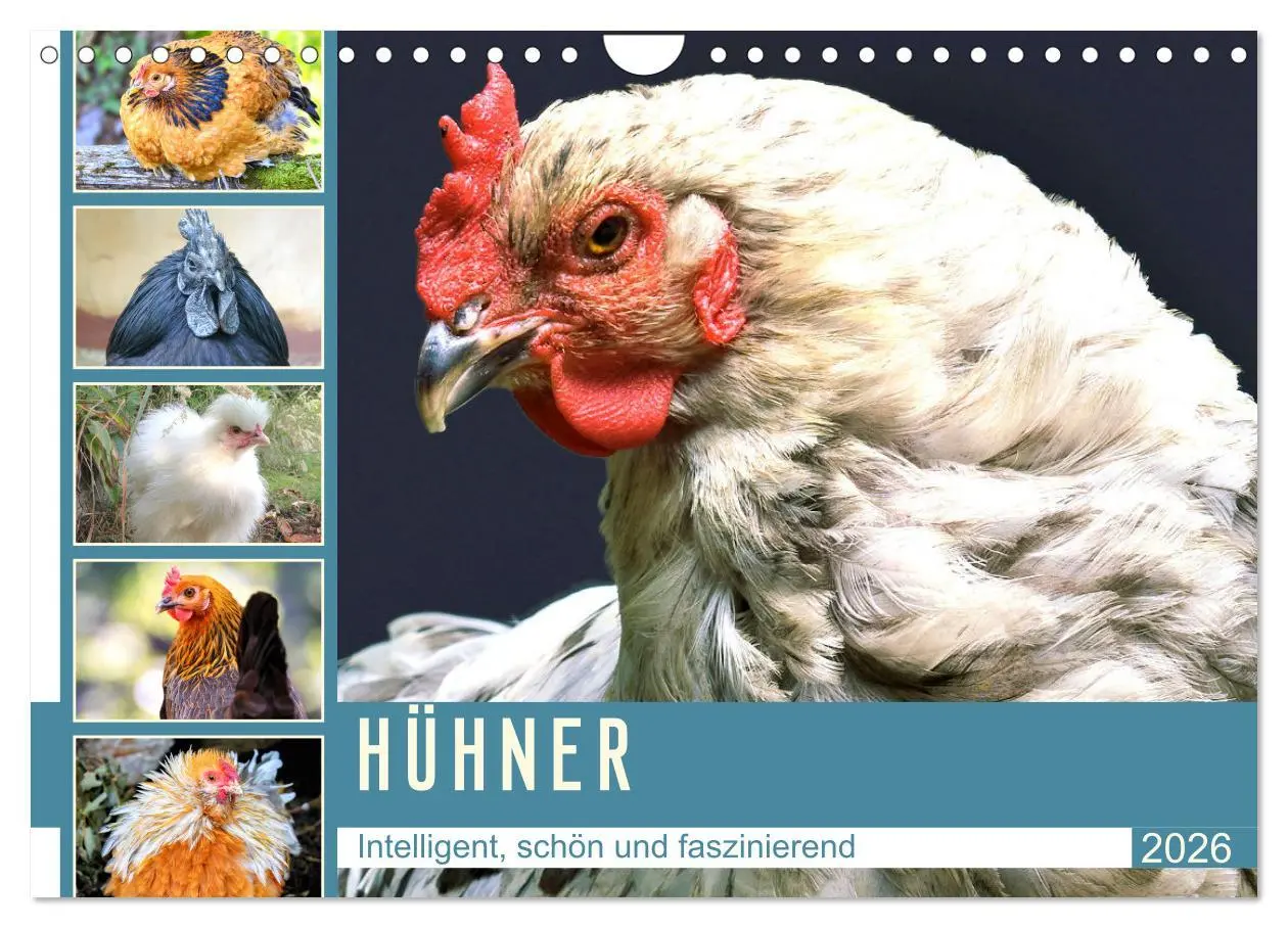 Cover: 9783457911051 | Hühner. Intelligent, schön und faszinierend (Wandkalender 2026 DIN...