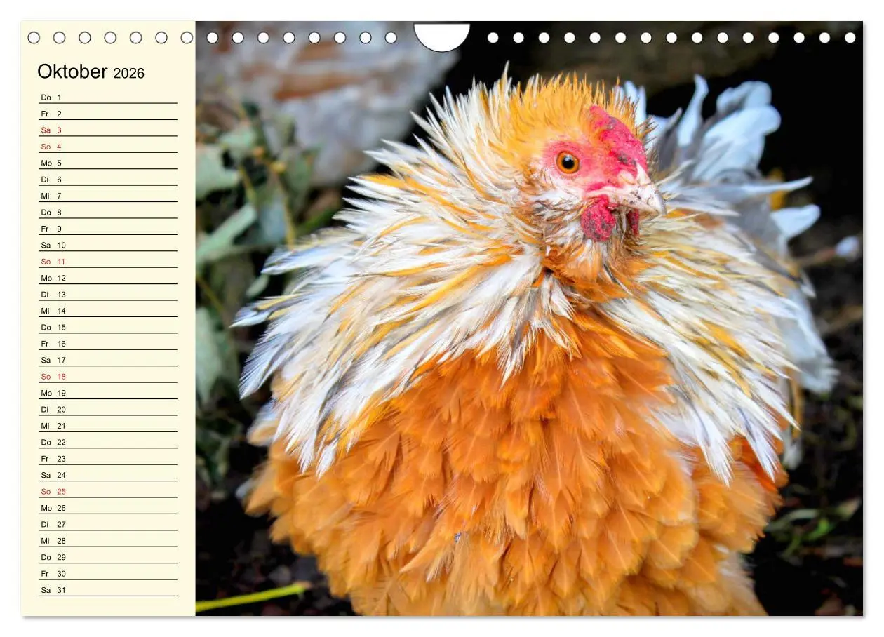 Bild: 9783457911051 | Hühner. Intelligent, schön und faszinierend (Wandkalender 2026 DIN...