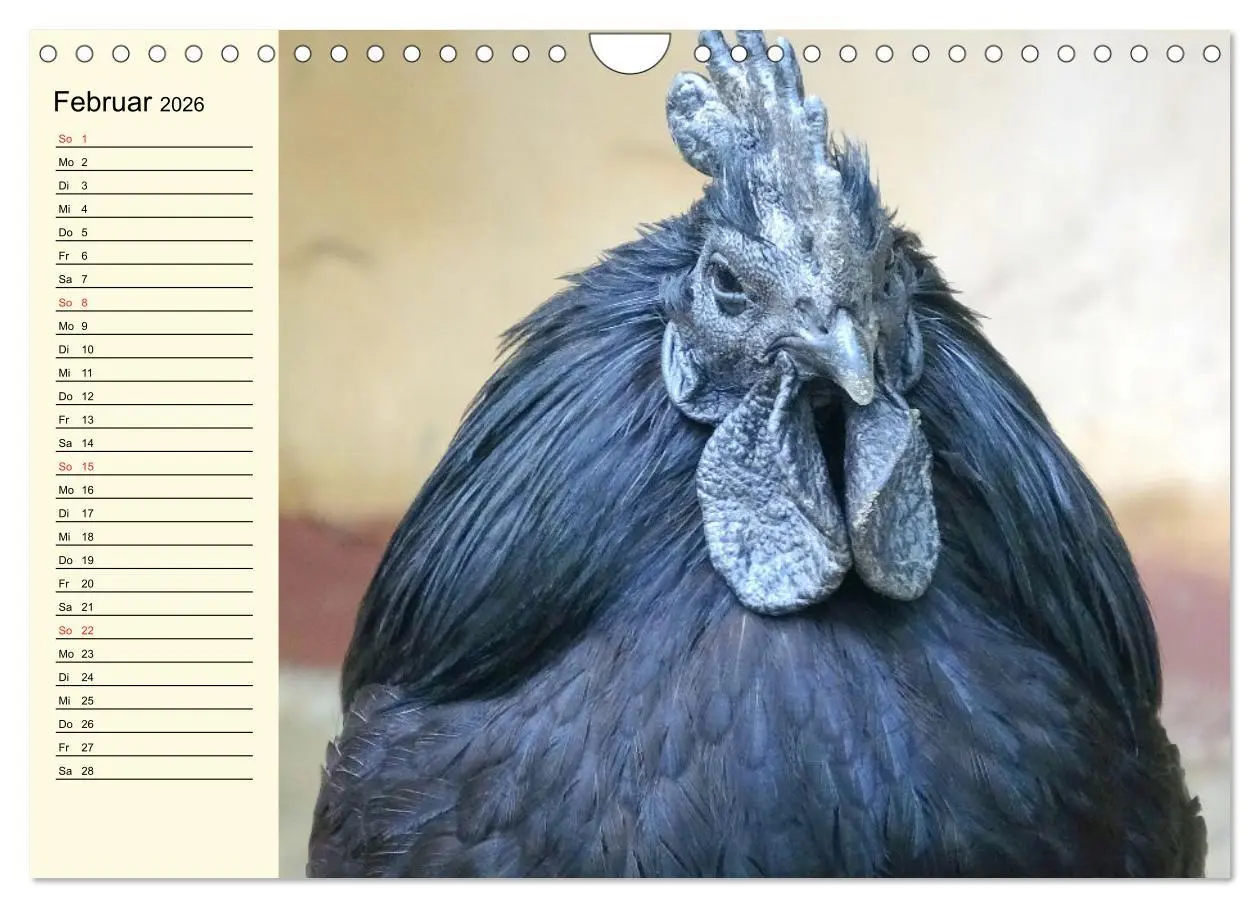 Bild: 9783457911051 | Hühner. Intelligent, schön und faszinierend (Wandkalender 2026 DIN...