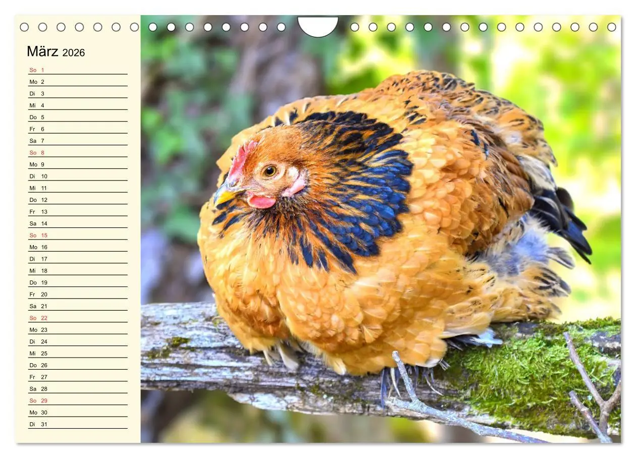 Bild: 9783457911051 | Hühner. Intelligent, schön und faszinierend (Wandkalender 2026 DIN...