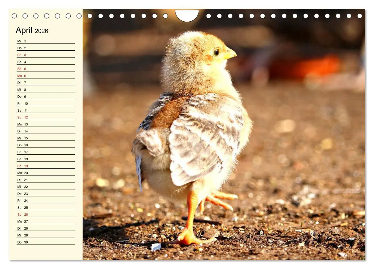 Bild: 9783457911051 | Hühner. Intelligent, schön und faszinierend (Wandkalender 2026 DIN...