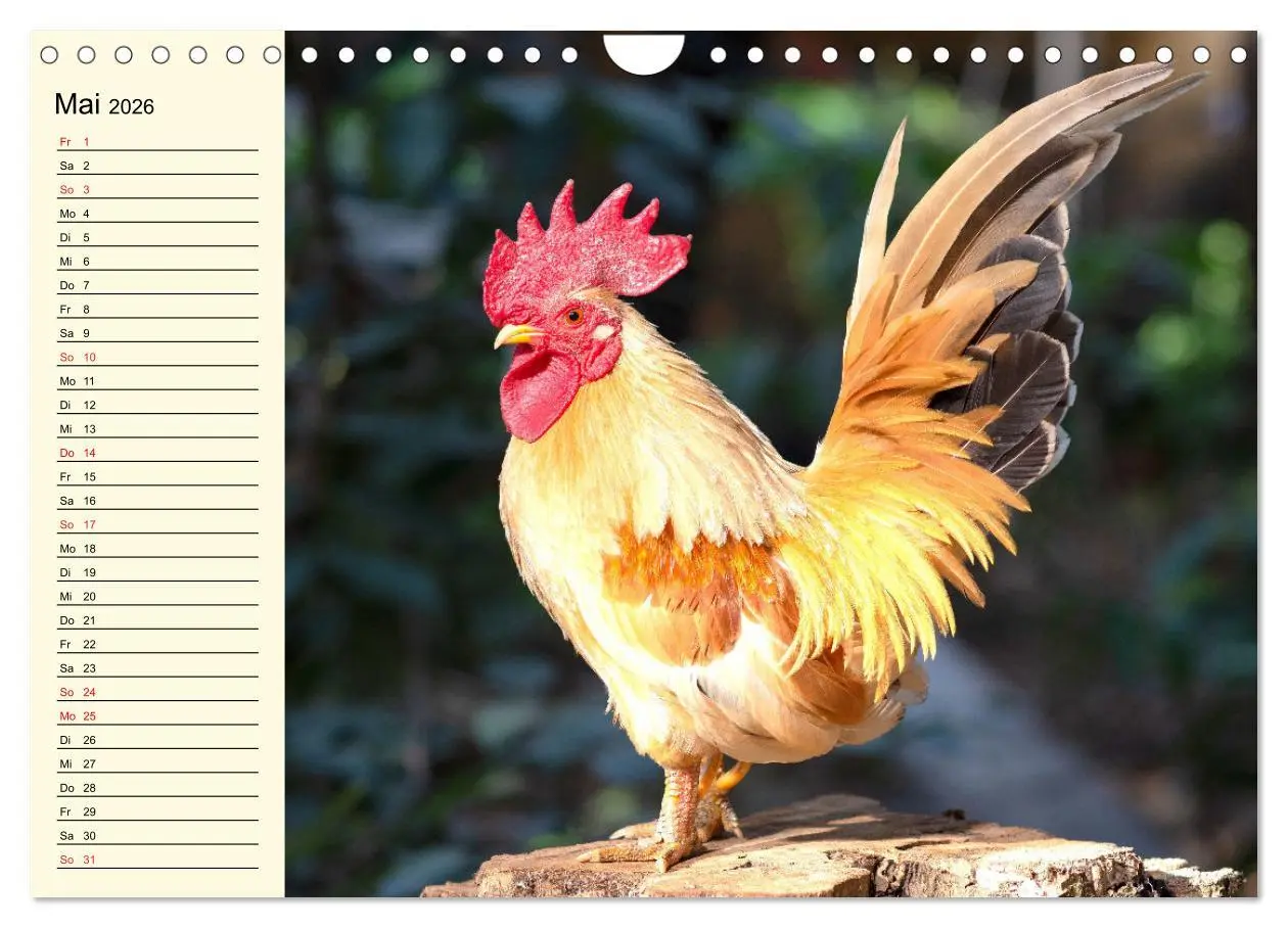 Bild: 9783457911051 | Hühner. Intelligent, schön und faszinierend (Wandkalender 2026 DIN...