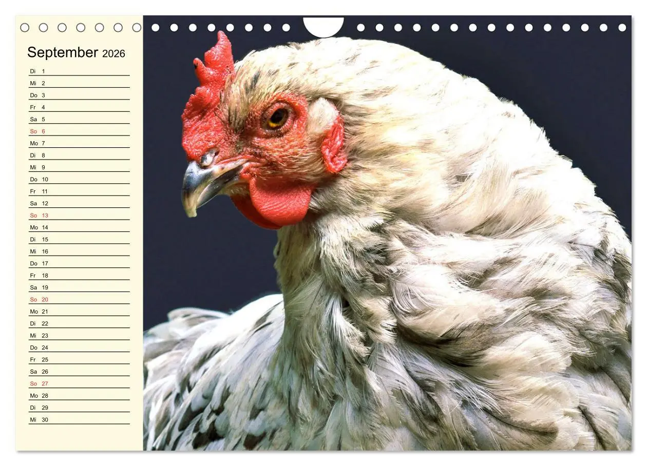 Bild: 9783457911051 | Hühner. Intelligent, schön und faszinierend (Wandkalender 2026 DIN...