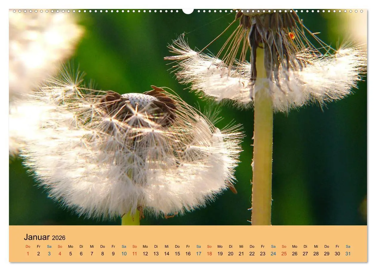Bild: 9783516171051 | Wildblumen 2026 (hochwertiger Premium Wandkalender 2026 DIN A2...