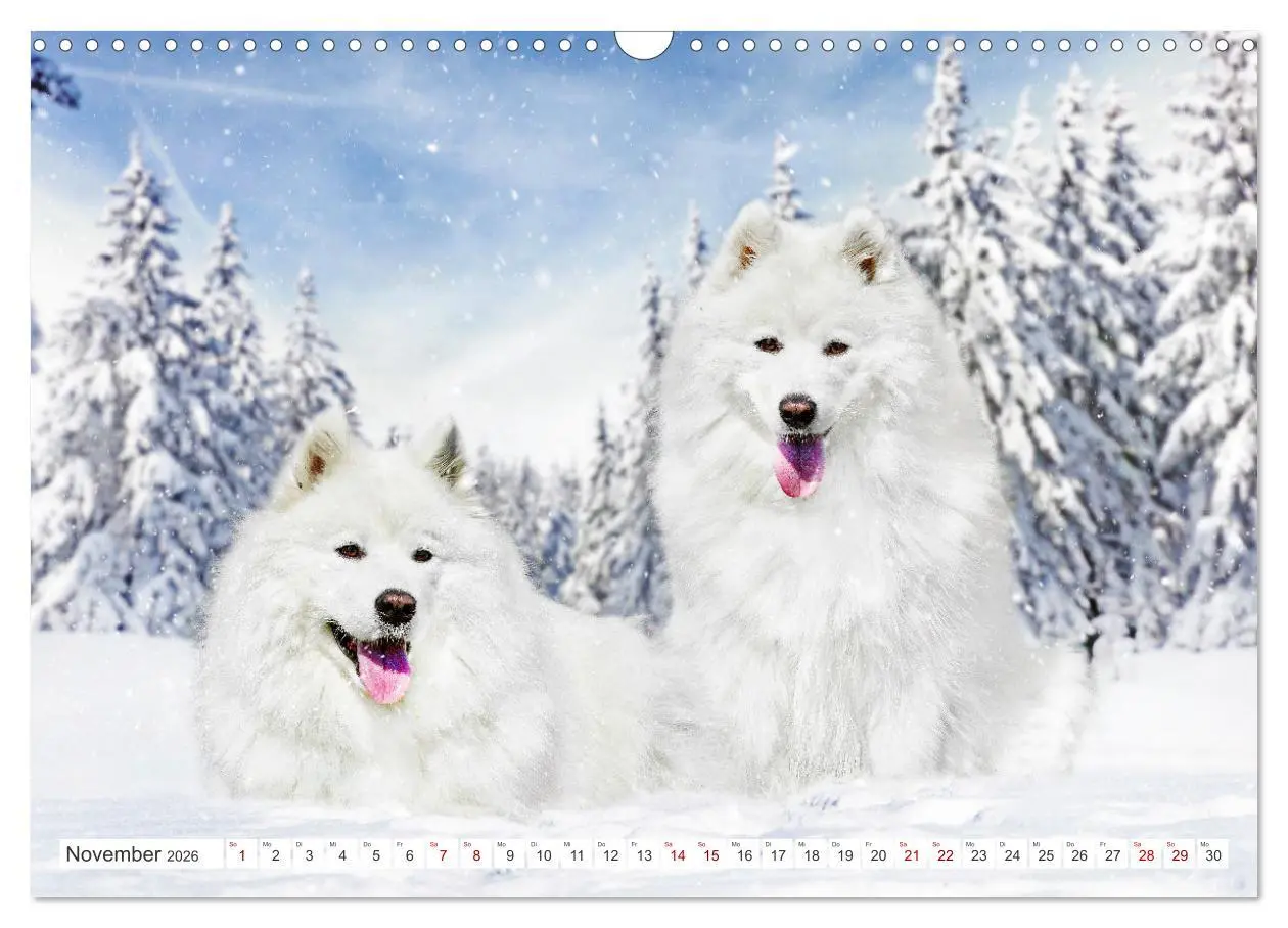 Bild: 9783457371251 | Der Samojede - Schönheit des Nordens (Wandkalender 2026 DIN A3...