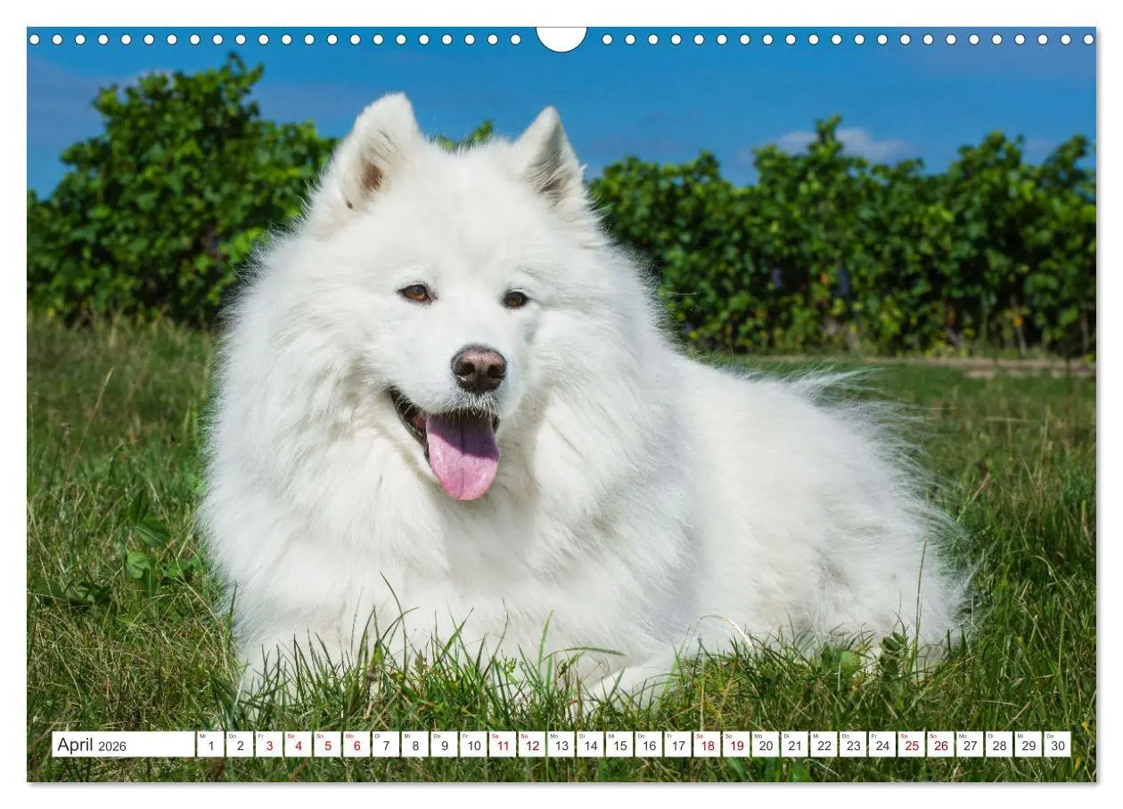 Bild: 9783457371251 | Der Samojede - Schönheit des Nordens (Wandkalender 2026 DIN A3...