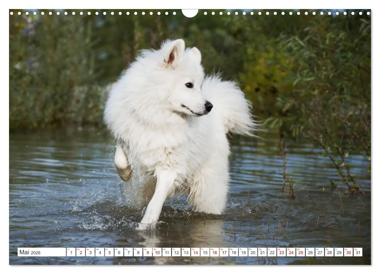 Bild: 9783457371251 | Der Samojede - Schönheit des Nordens (Wandkalender 2026 DIN A3...