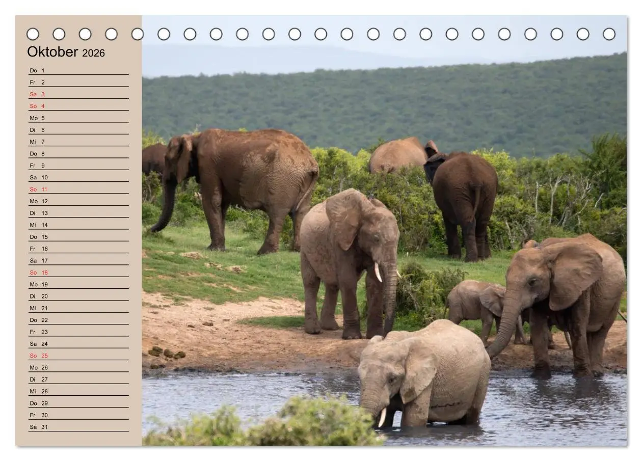 Bild: 9783457991251 | Elefanten. Sensible Rüsseltiere (Tischkalender 2026 DIN A5 quer),...