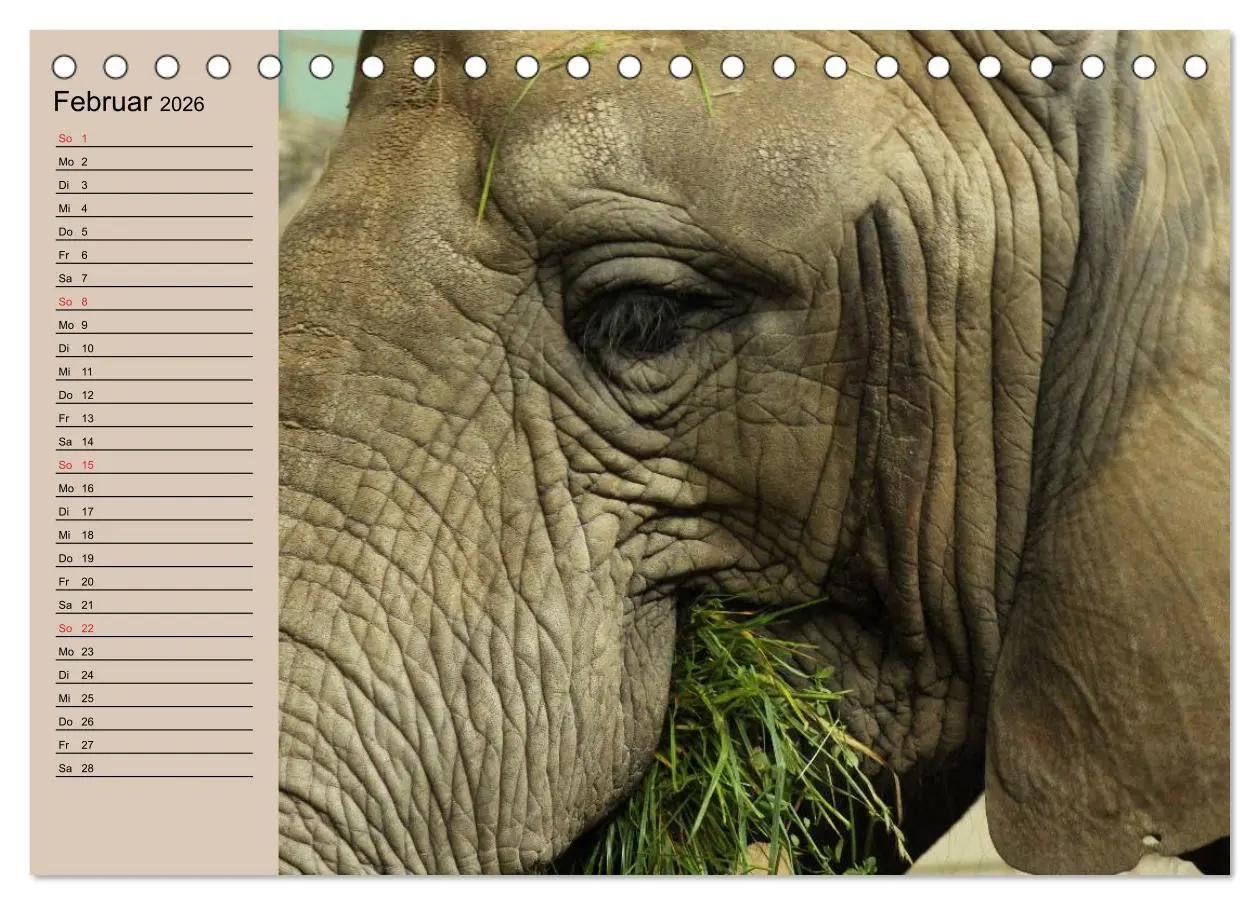 Bild: 9783457991251 | Elefanten. Sensible Rüsseltiere (Tischkalender 2026 DIN A5 quer),...