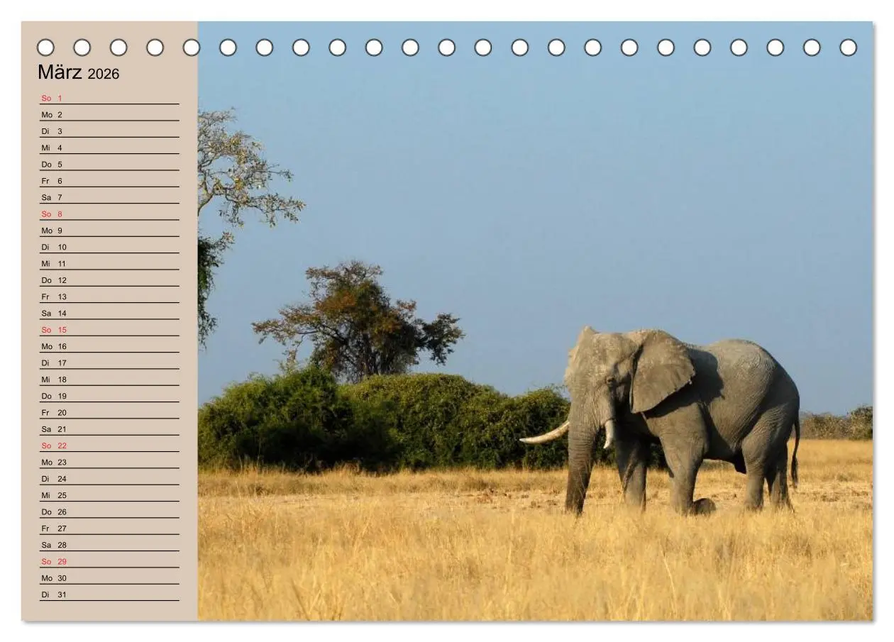 Bild: 9783457991251 | Elefanten. Sensible Rüsseltiere (Tischkalender 2026 DIN A5 quer),...