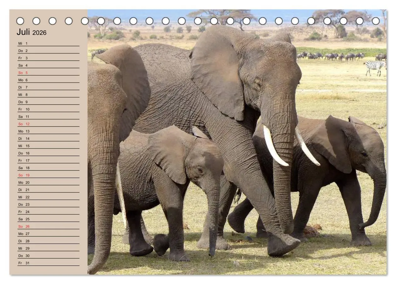 Bild: 9783457991251 | Elefanten. Sensible Rüsseltiere (Tischkalender 2026 DIN A5 quer),...