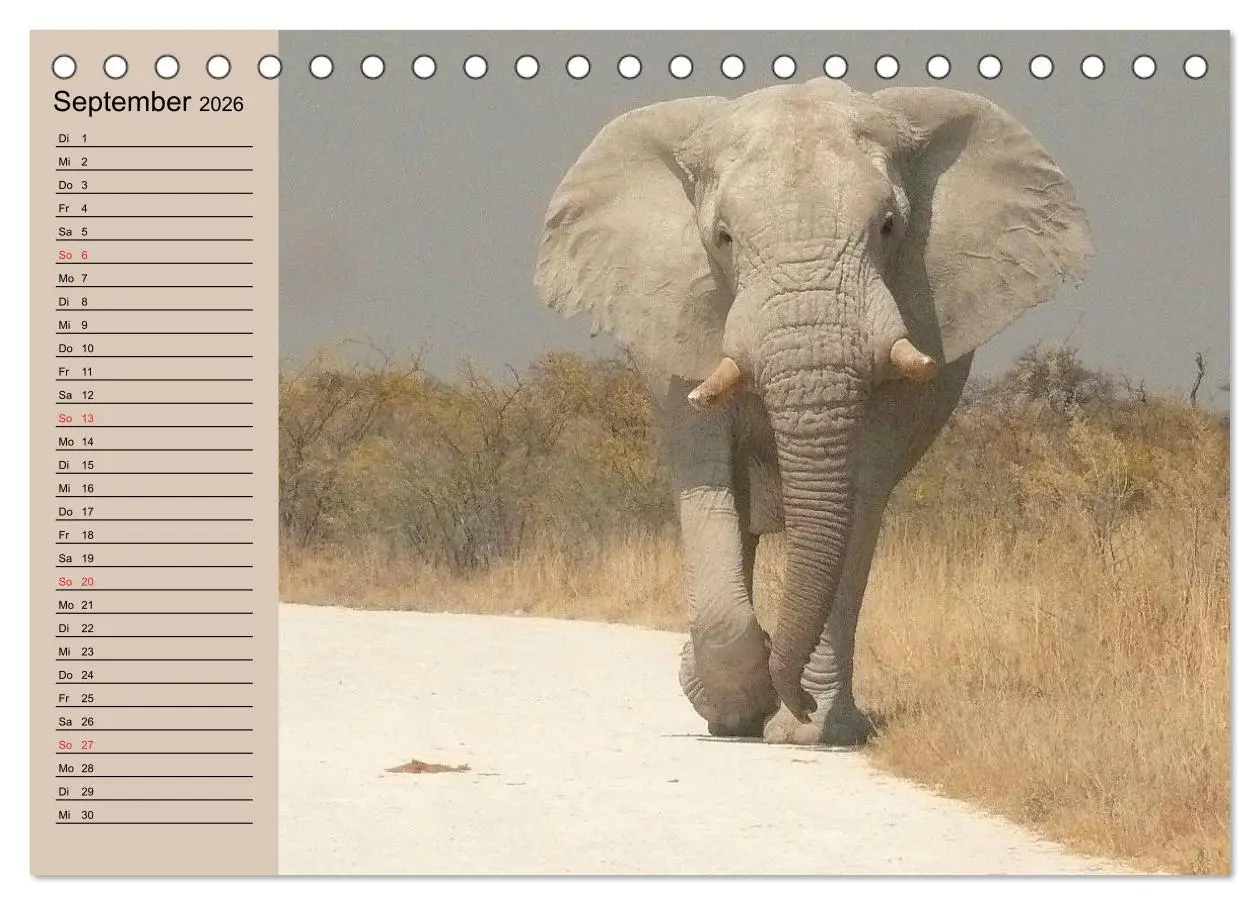 Bild: 9783457991251 | Elefanten. Sensible Rüsseltiere (Tischkalender 2026 DIN A5 quer),...