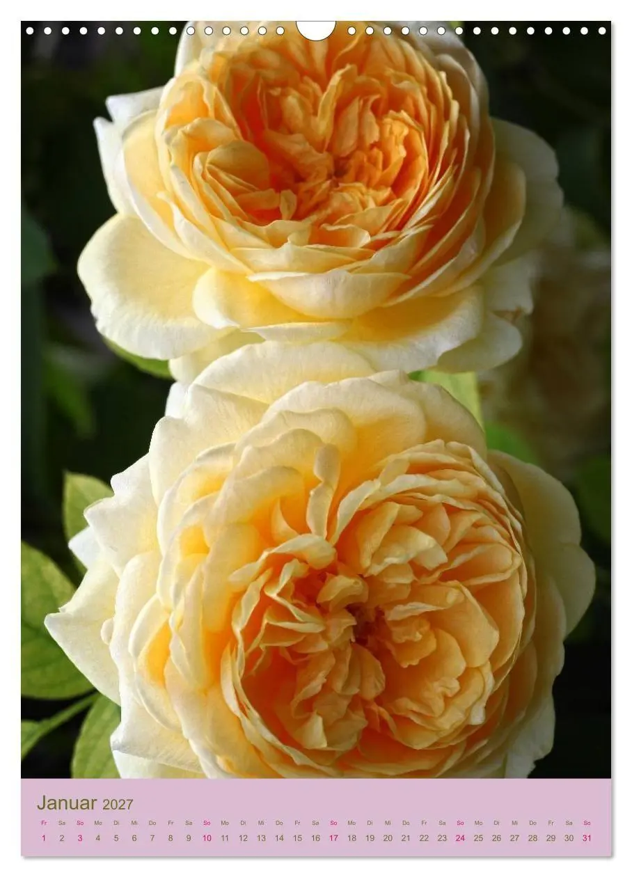 Bild: 9783594061251 | Rosen Symphonie (Wandkalender 2027 DIN A3 hoch), CALVENDO...