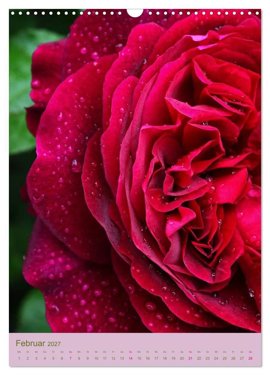 Bild: 9783594061251 | Rosen Symphonie (Wandkalender 2027 DIN A3 hoch), CALVENDO...