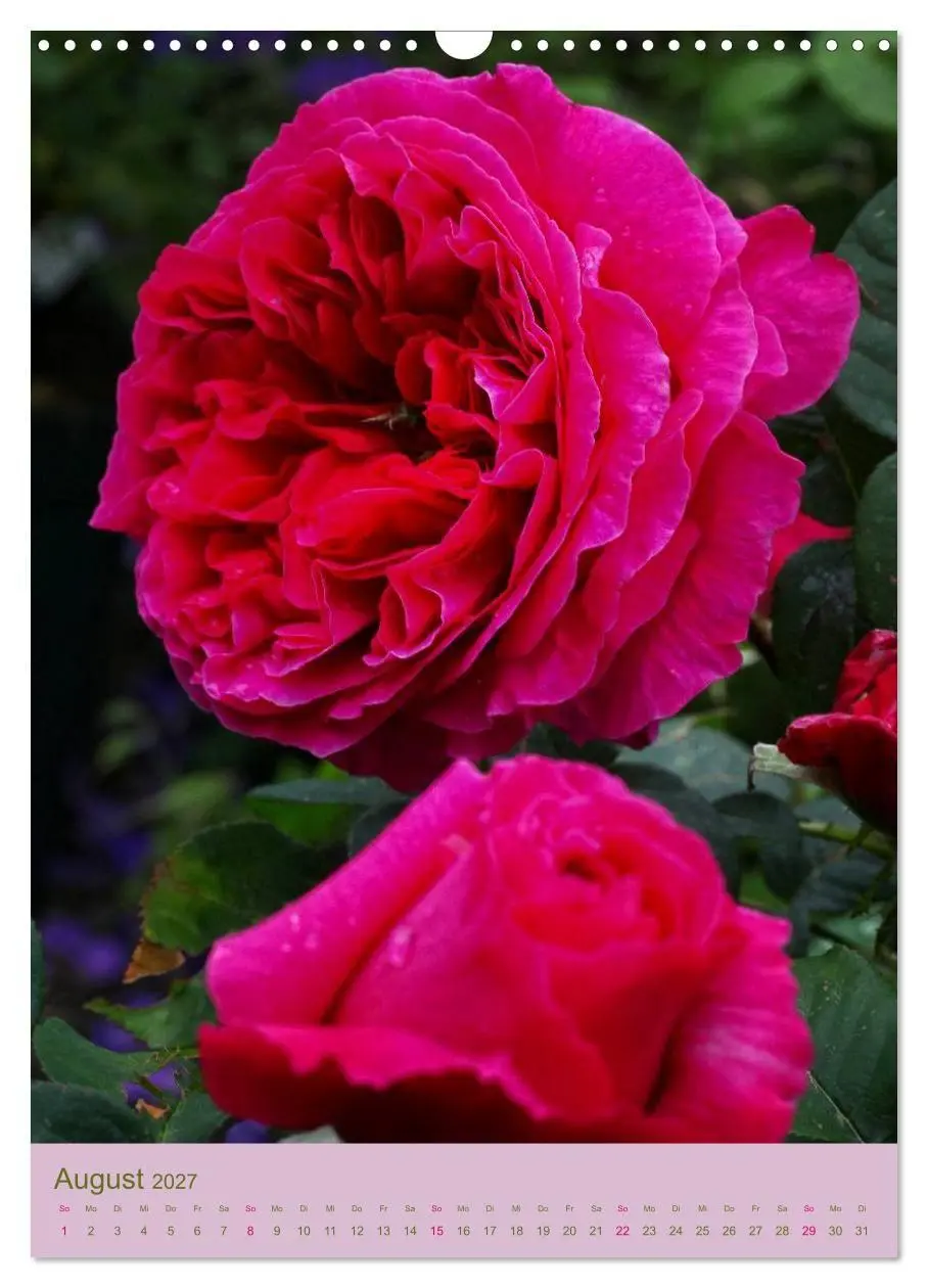 Bild: 9783594061251 | Rosen Symphonie (Wandkalender 2027 DIN A3 hoch), CALVENDO...