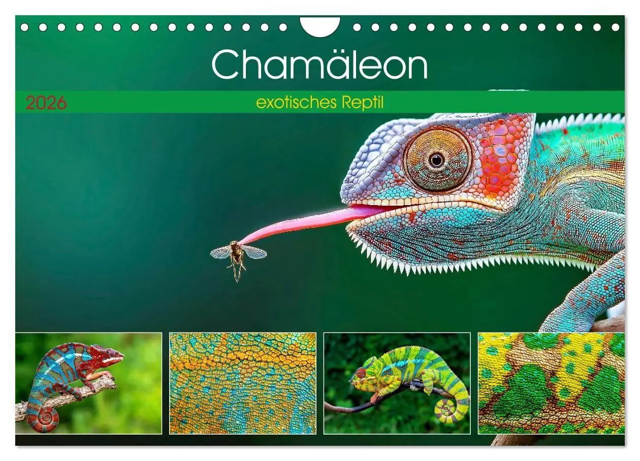 Cover: 9783516691351 | Chamäleon - exotisches Reptil (Wandkalender 2026 DIN A4 quer),...