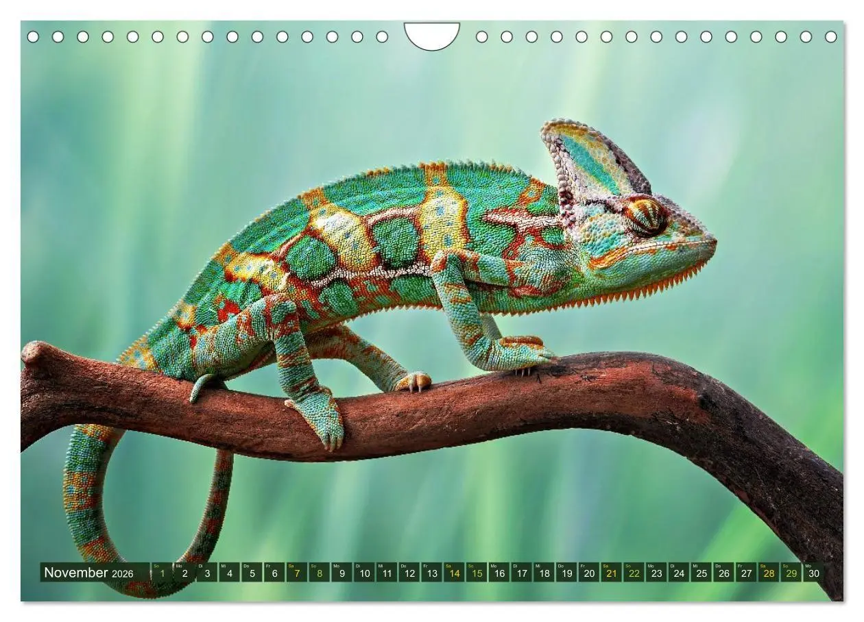 Bild: 9783516691351 | Chamäleon - exotisches Reptil (Wandkalender 2026 DIN A4 quer),...