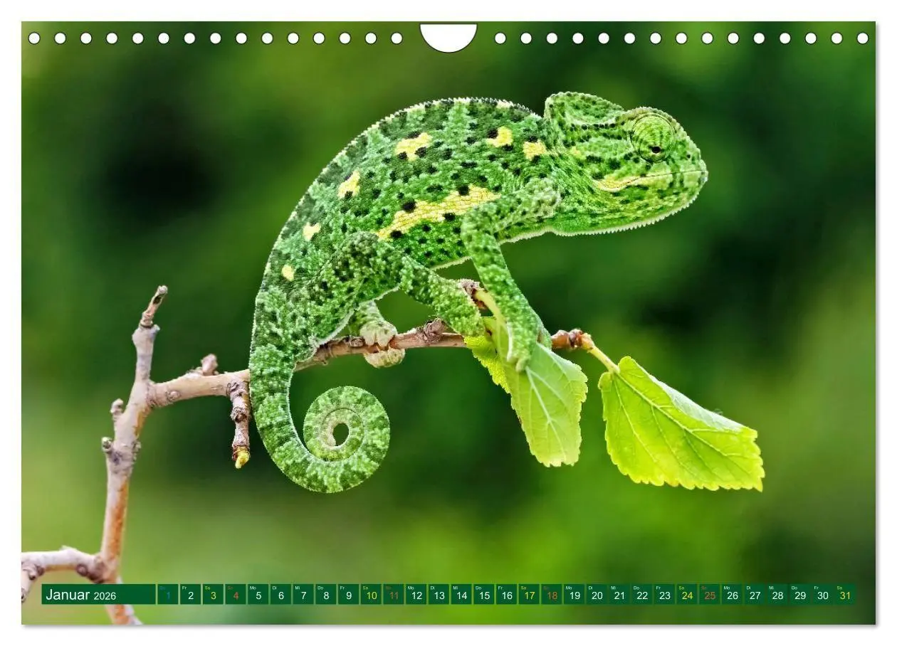 Bild: 9783516691351 | Chamäleon - exotisches Reptil (Wandkalender 2026 DIN A4 quer),...