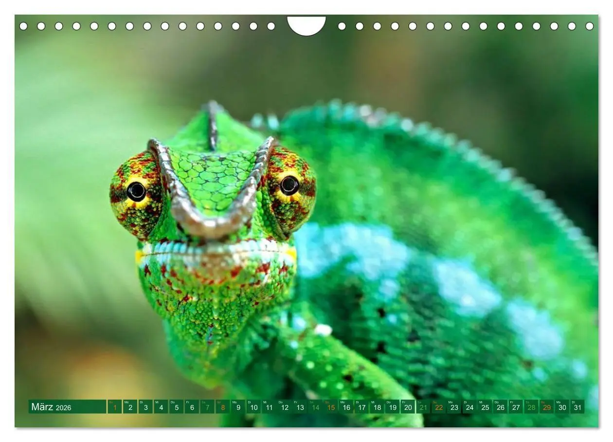 Bild: 9783516691351 | Chamäleon - exotisches Reptil (Wandkalender 2026 DIN A4 quer),...