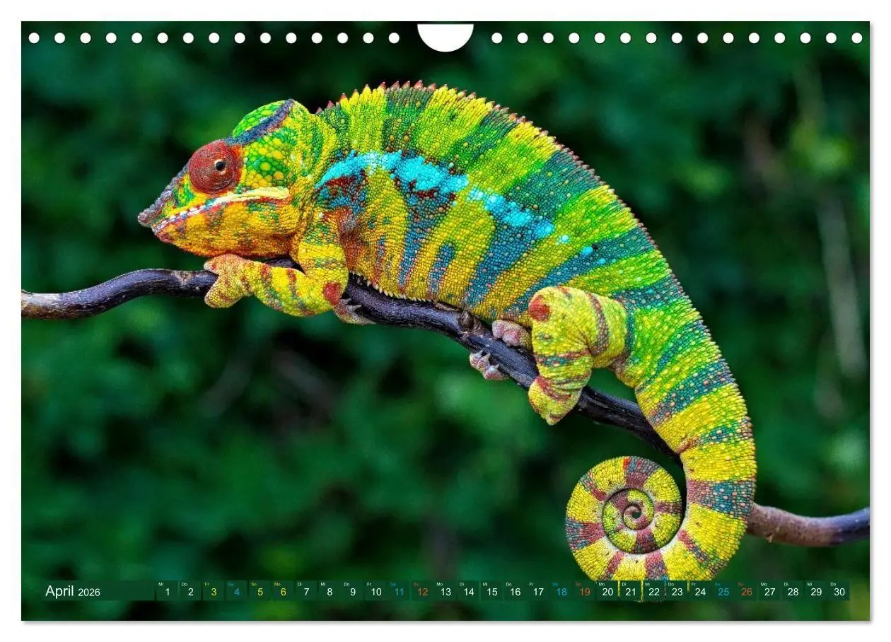 Bild: 9783516691351 | Chamäleon - exotisches Reptil (Wandkalender 2026 DIN A4 quer),...