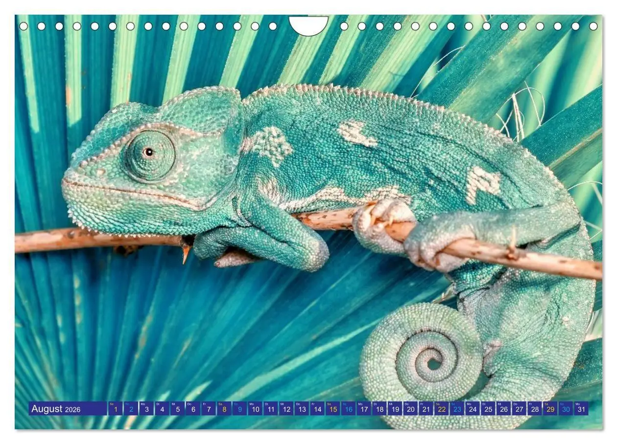 Bild: 9783516691351 | Chamäleon - exotisches Reptil (Wandkalender 2026 DIN A4 quer),...