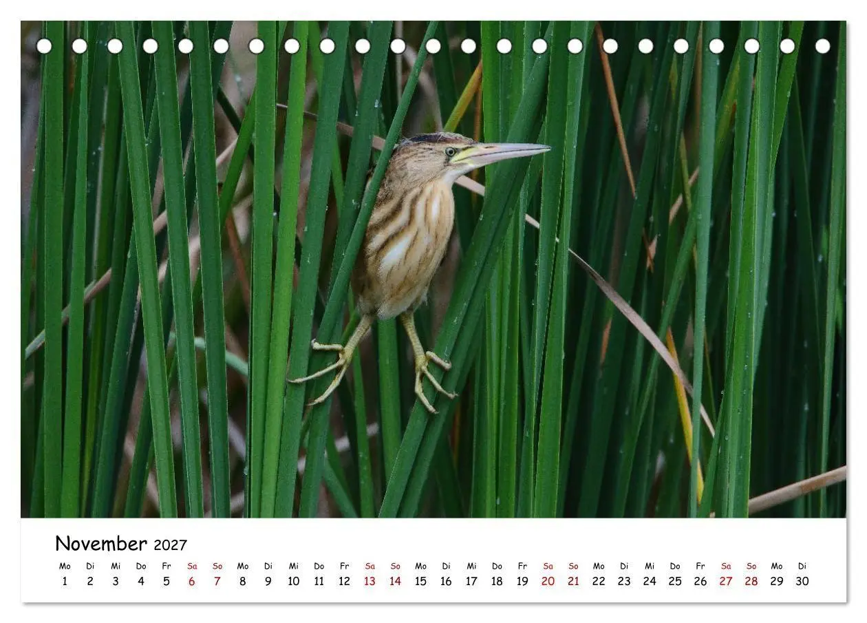 Bild: 9783569541351 | Tierkinder in freier Wildbahn (Tischkalender 2027 DIN A5 quer),...