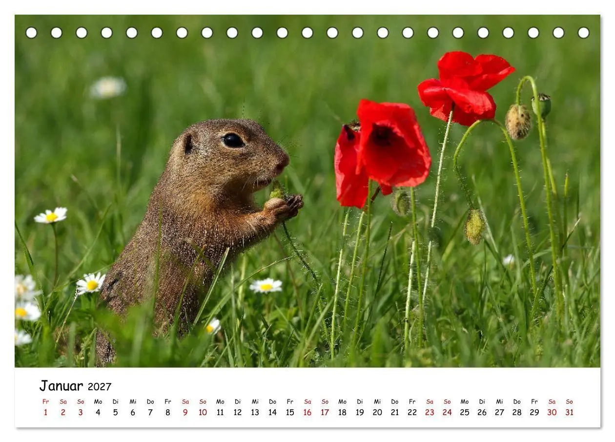 Bild: 9783569541351 | Tierkinder in freier Wildbahn (Tischkalender 2027 DIN A5 quer),...