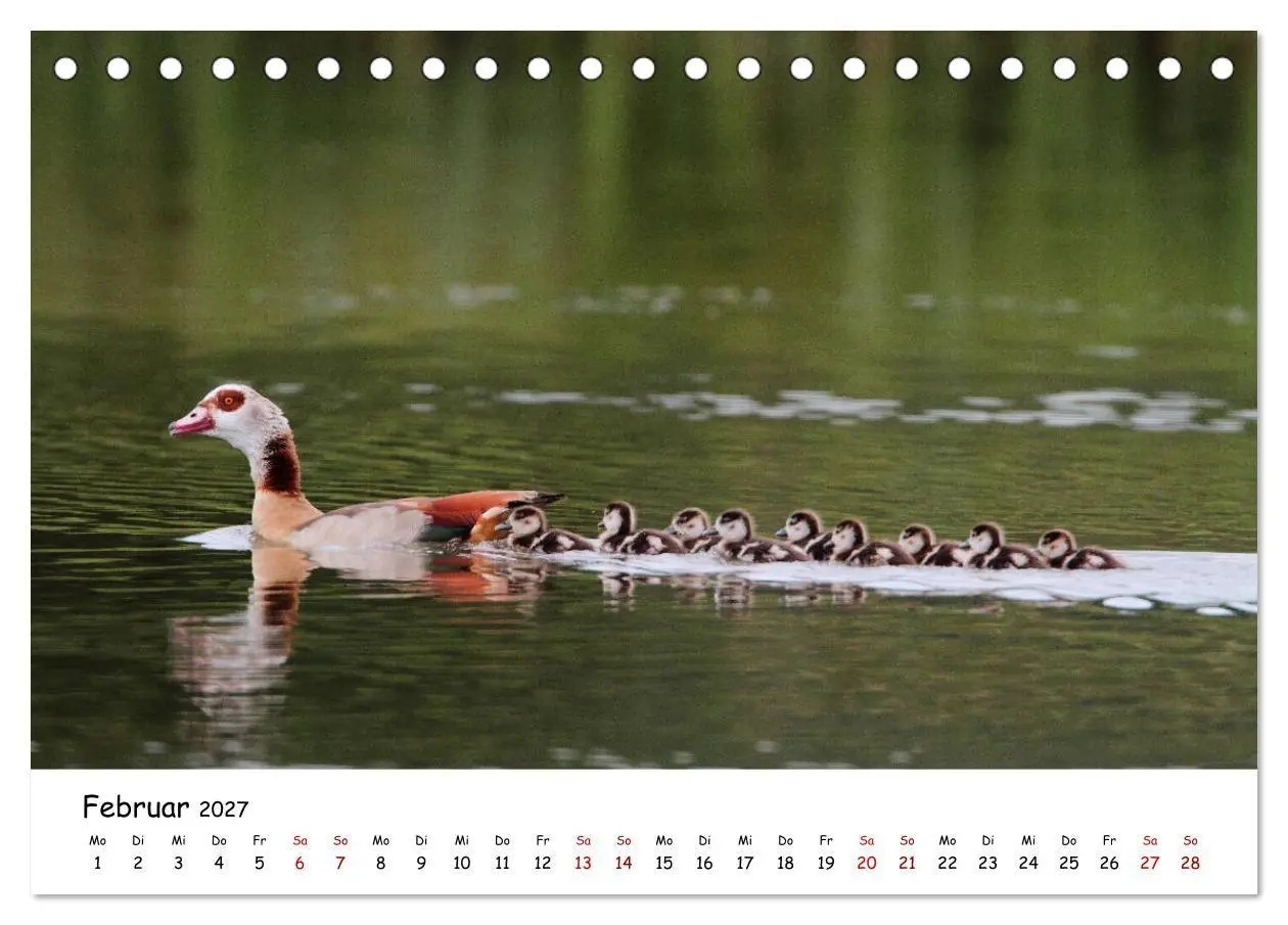 Bild: 9783569541351 | Tierkinder in freier Wildbahn (Tischkalender 2027 DIN A5 quer),...