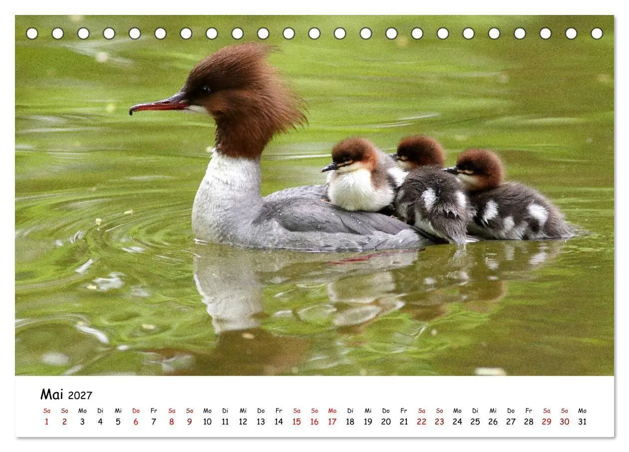 Bild: 9783569541351 | Tierkinder in freier Wildbahn (Tischkalender 2027 DIN A5 quer),...