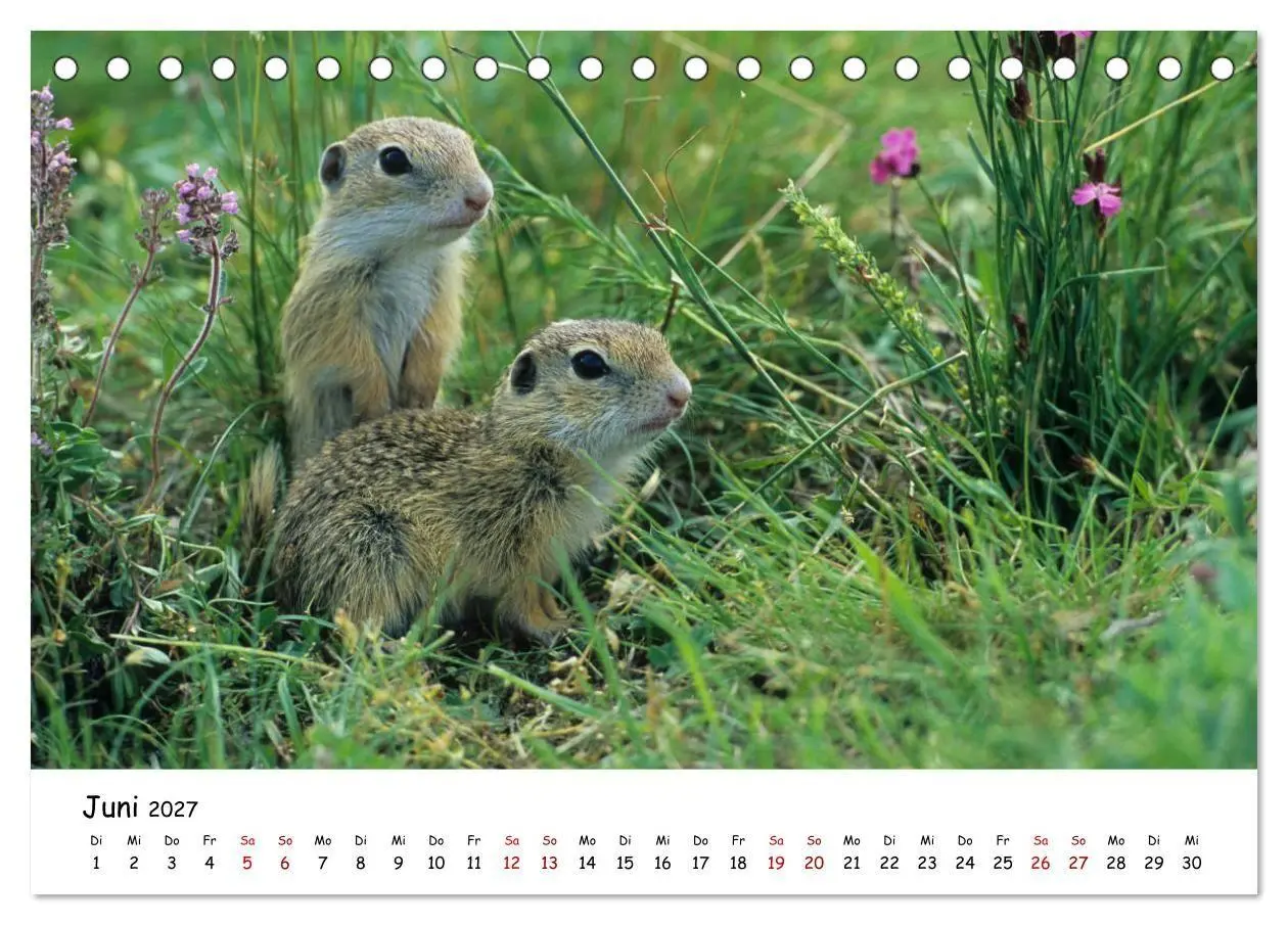Bild: 9783569541351 | Tierkinder in freier Wildbahn (Tischkalender 2027 DIN A5 quer),...