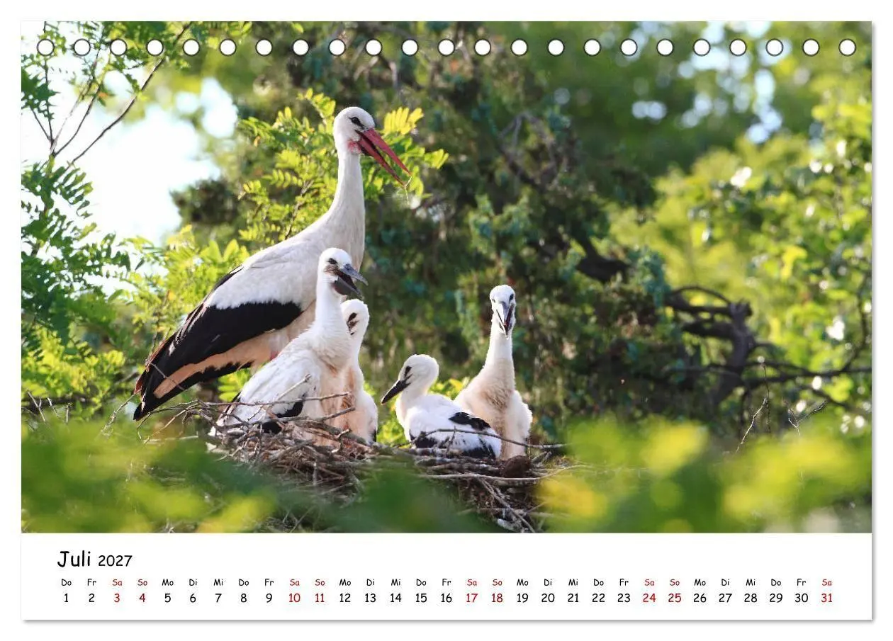 Bild: 9783569541351 | Tierkinder in freier Wildbahn (Tischkalender 2027 DIN A5 quer),...