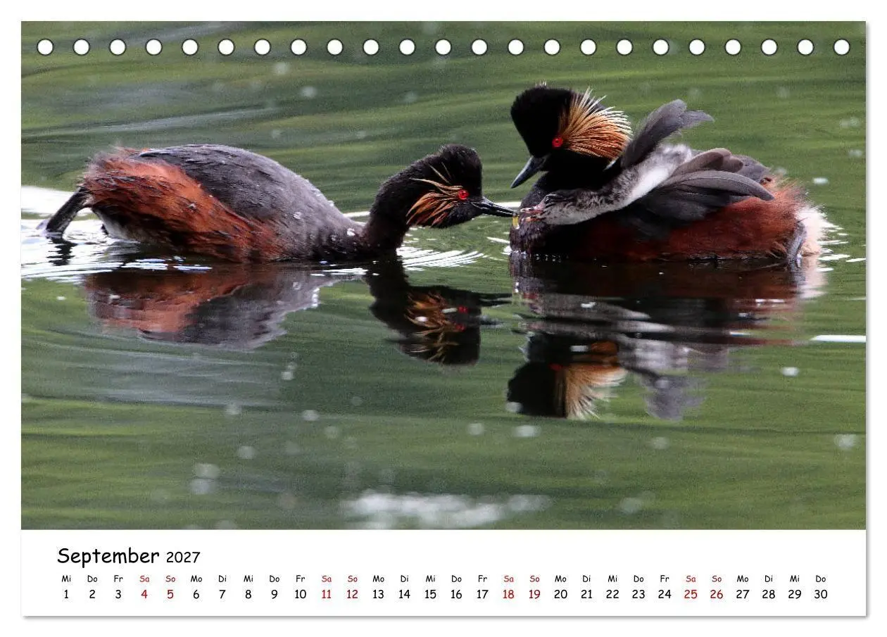 Bild: 9783569541351 | Tierkinder in freier Wildbahn (Tischkalender 2027 DIN A5 quer),...