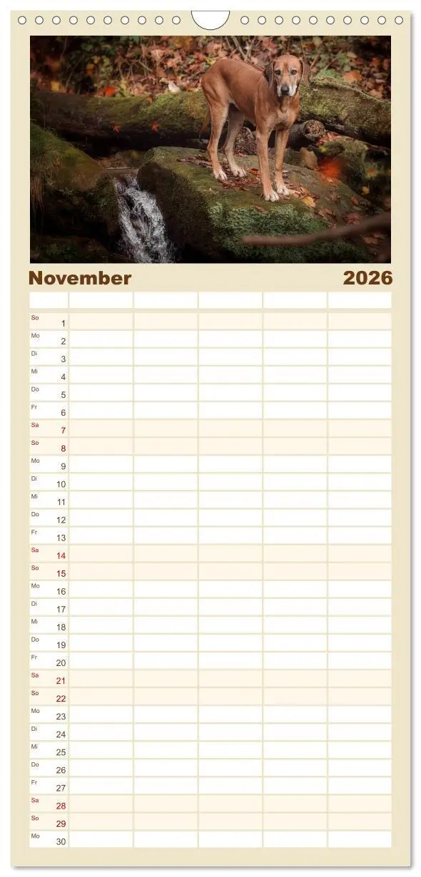 Bild: 9783516511451 | Familienplaner 2026 - Rhodesian Ridgeback - Herzen auf vier Pfoten...