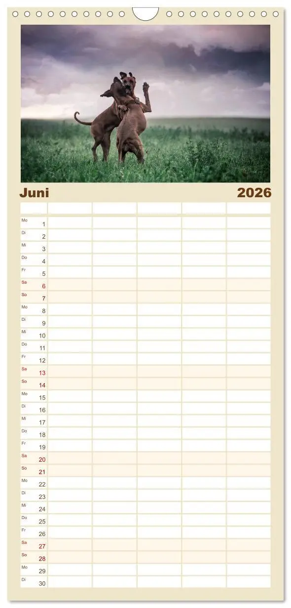 Bild: 9783516511451 | Familienplaner 2026 - Rhodesian Ridgeback - Herzen auf vier Pfoten...