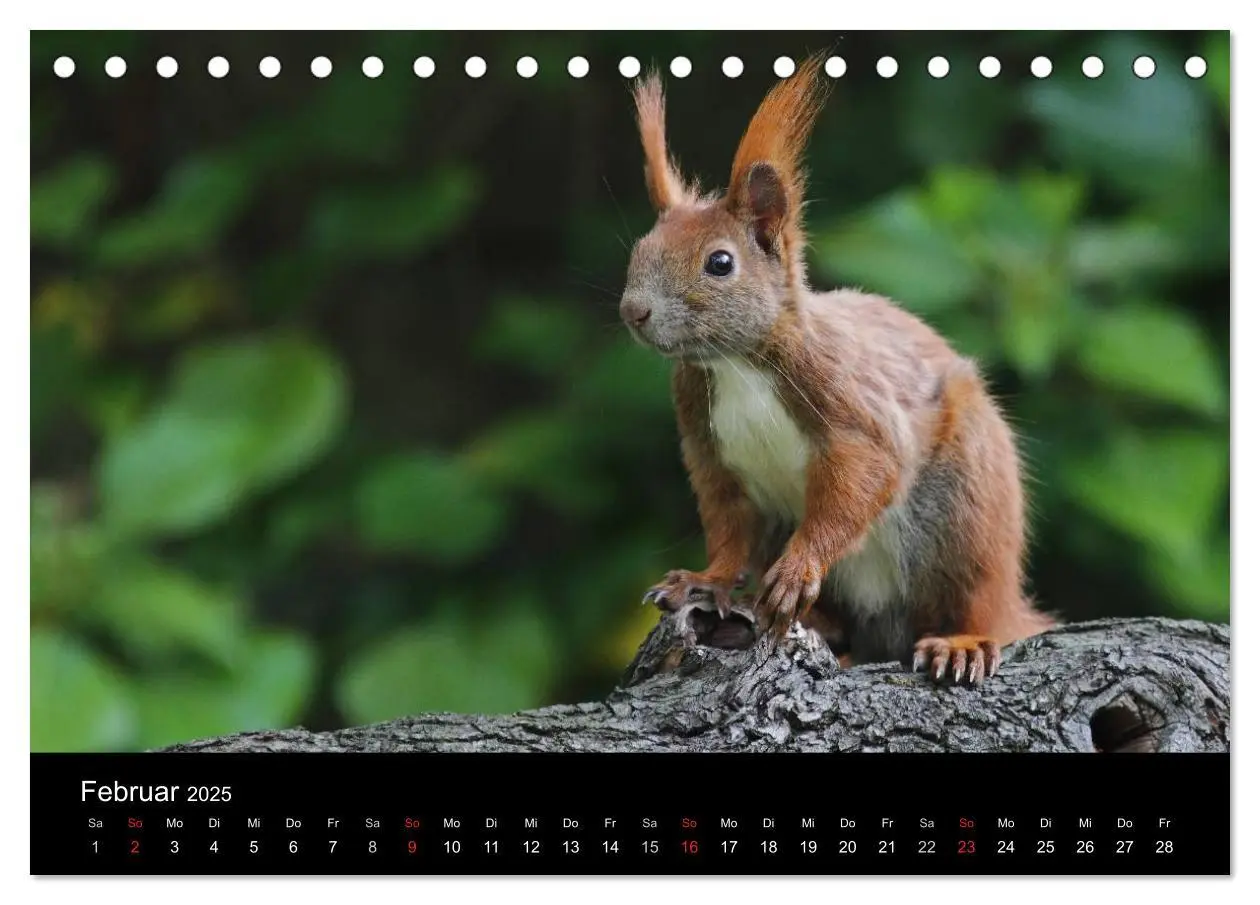 Bild: 9783435561551 | Artist im Garten. Das Eichhörnchen (Tischkalender 2025 DIN A5...