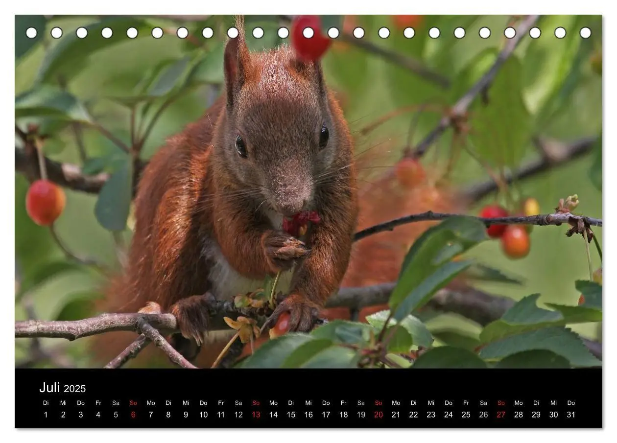 Bild: 9783435561551 | Artist im Garten. Das Eichhörnchen (Tischkalender 2025 DIN A5...