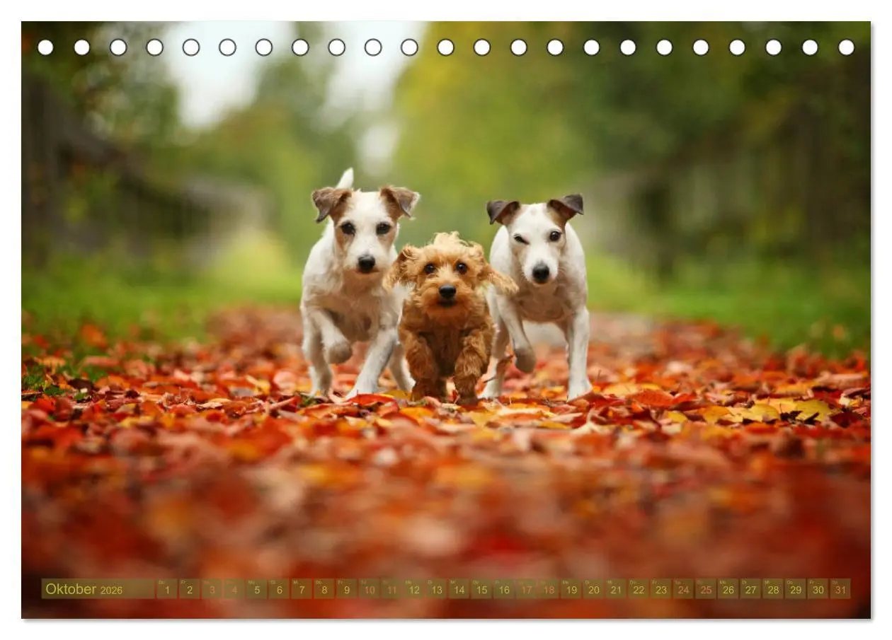 Bild: 9783457951651 | Die Parson-Russell-Terrier ...mit neuen Abenteuern aus der...