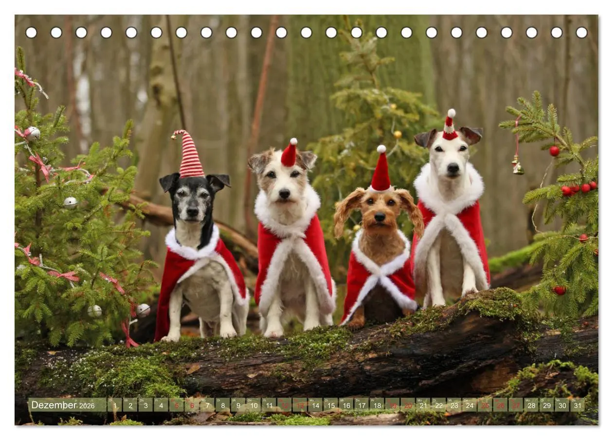 Bild: 9783457951651 | Die Parson-Russell-Terrier ...mit neuen Abenteuern aus der...