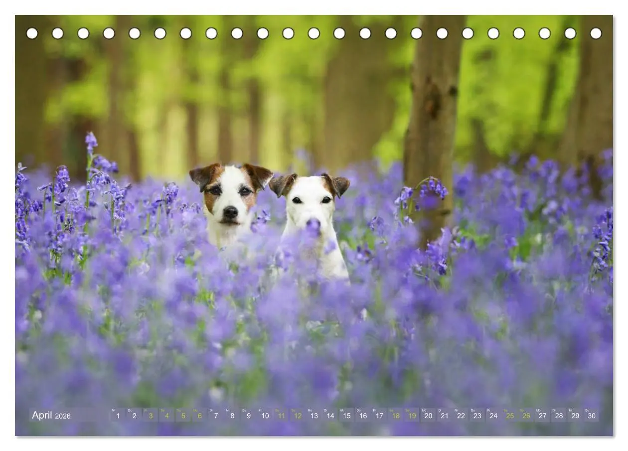 Bild: 9783457951651 | Die Parson-Russell-Terrier ...mit neuen Abenteuern aus der...
