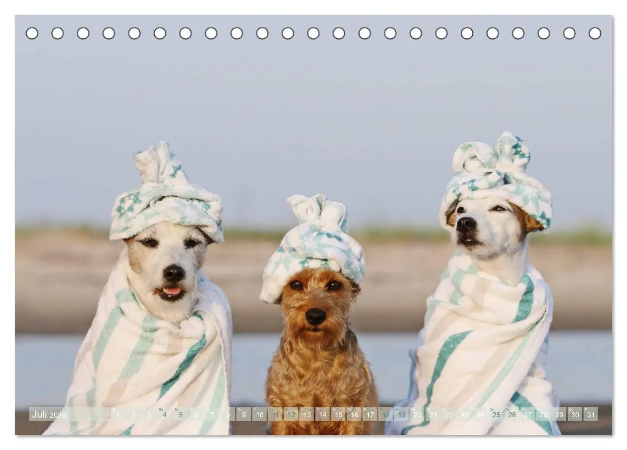 Bild: 9783457951651 | Die Parson-Russell-Terrier ...mit neuen Abenteuern aus der...