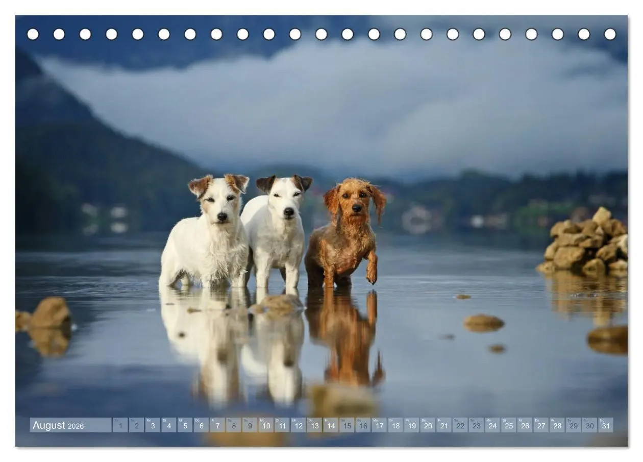 Bild: 9783457951651 | Die Parson-Russell-Terrier ...mit neuen Abenteuern aus der...